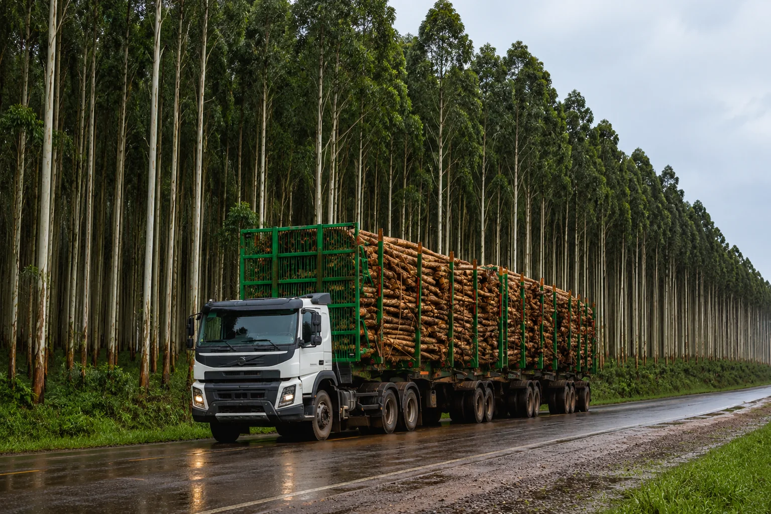 Investimento e oportunidade transformam Mato Grosso do Sul em potência global da celulose — imagem 4